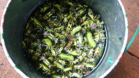 ヒリヒリガンガン