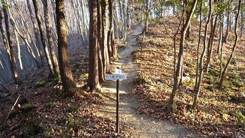冬枯れの里山