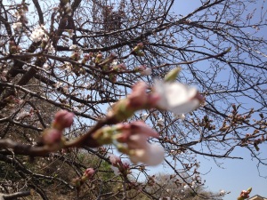 桜がチラホラ 桜がチラホラ
