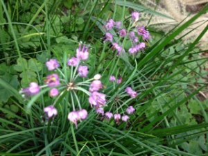 ラッキョウの花 ラッキョウの花